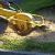 Cheboygan Stump Grinding & Removal by Peak Tree Experts